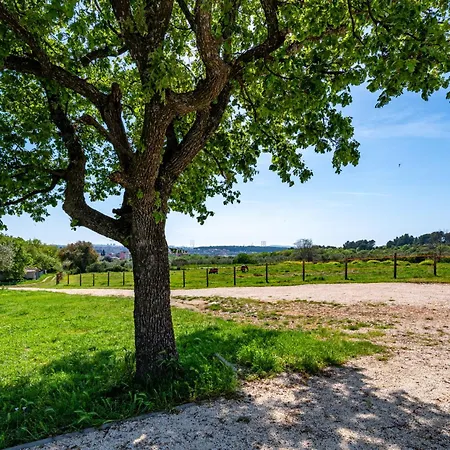 Vista - New Entry 2025 Villa Pula